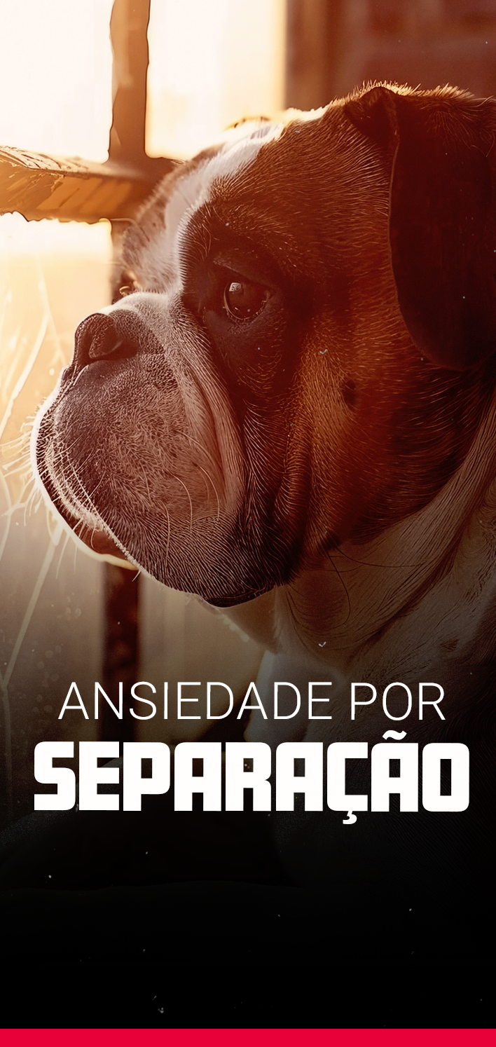 Ansiedade por separaçãoo