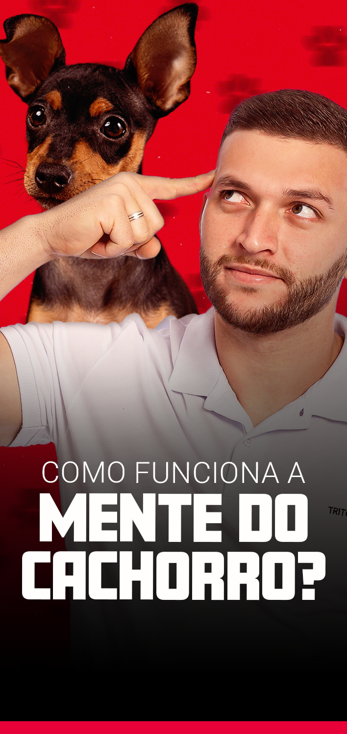 Como funciona a mente do cachorro